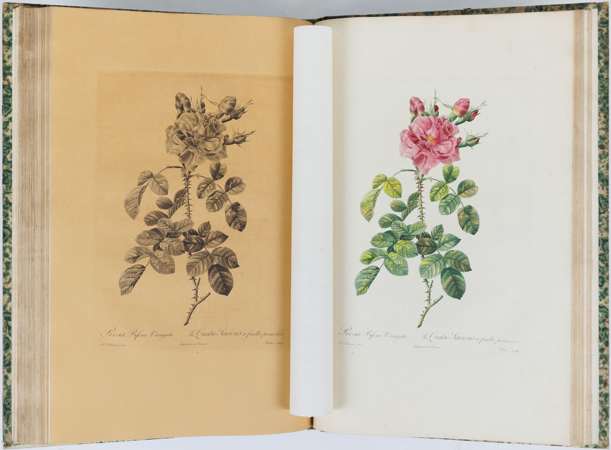Redouté's Roses on Large Paper | AraderBooks
