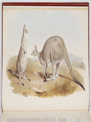 A monograph of the macropodid&aelig; or family of kangaroos. By John Gould, F.L.S., F.Z.S., &c.