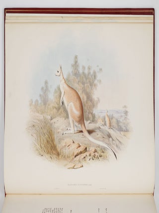 A monograph of the macropodid&aelig; or family of kangaroos. By John Gould, F.L.S., F.Z.S., &c.