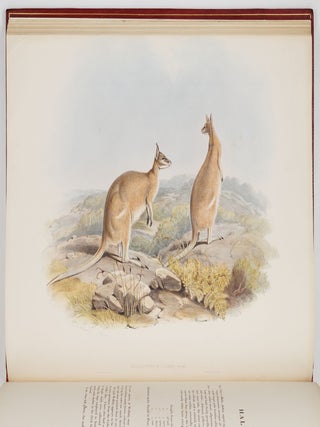 A monograph of the macropodid&aelig; or family of kangaroos. By John Gould, F.L.S., F.Z.S., &c.