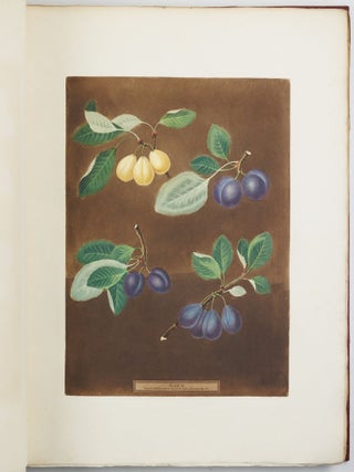 Pomona britannica; or, a collection of the most esteemed fruits at present cultivated in this country; together with the blossoms and leaves of such as are necessary to distinguish the various sorts from each other. Selected principally from the royal gardens at Hampton Court, and the remainder from the most celebrated gardens round London. Accurately drawn and coloured from Nature, with full descriptions of their various qualities, seasons, &c.