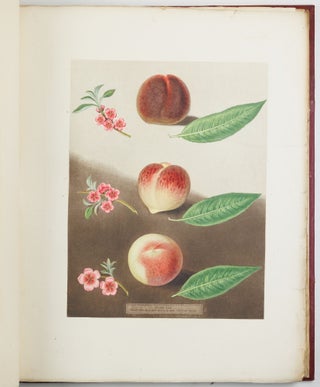 Pomona britannica; or, a collection of the most esteemed fruits at present cultivated in this country; together with the blossoms and leaves of such as are necessary to distinguish the various sorts from each other. Selected principally from the royal gardens at Hampton Court, and the remainder from the most celebrated gardens round London. Accurately drawn and coloured from Nature, with full descriptions of their various qualities, seasons, &c.