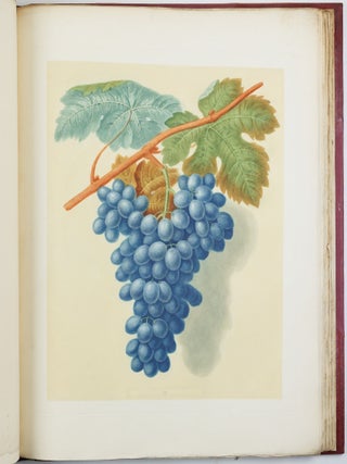 Pomona britannica; or, a collection of the most esteemed fruits at present cultivated in this country; together with the blossoms and leaves of such as are necessary to distinguish the various sorts from each other. Selected principally from the royal gardens at Hampton Court, and the remainder from the most celebrated gardens round London. Accurately drawn and coloured from Nature, with full descriptions of their various qualities, seasons, &c.