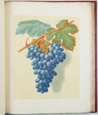 Pomona britannica; or, a collection of the most esteemed fruits at present cultivated in this country; together with the blossoms and leaves of such as are necessary to distinguish the various sorts from each other. Selected principally from the royal gardens at Hampton Court, and the remainder from the most celebrated gardens round London. Accurately drawn and coloured from Nature, with full descriptions of their various qualities, seasons, &c.