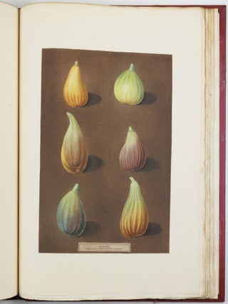 Pomona britannica; or, a collection of the most esteemed fruits at present cultivated in this country; together with the blossoms and leaves of such as are necessary to distinguish the various sorts from each other. Selected principally from the royal gardens at Hampton Court, and the remainder from the most celebrated gardens round London. Accurately drawn and coloured from Nature, with full descriptions of their various qualities, seasons, &c.