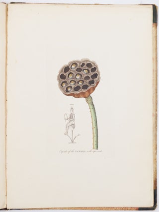 Illustrations of the lotus of antiquity. By R. Duppa, LL. B.