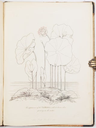 Illustrations of the lotus of antiquity. By R. Duppa, LL. B.
