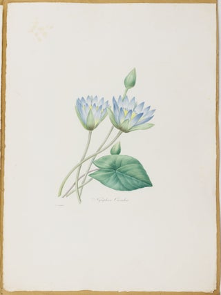 Choix des plus belles fleurs prises dans diff&eacute;rentes familles du r&egrave;gne v&eacute;g&eacute;tal et de quelques branches des plus beaux fruits group&eacute;es quelquefois, et souvent anim&eacute;es par des insectes et des papillons grav&eacute;es, imprim&eacute;es en couleur et retouch&eacute;es au pinceau avec un soin qui doit r&eacute;pondre de leur perfection d&eacute;di&eacute; a LL. AA. RR. les Princesses Louise et Marie d'Orl&eacute;ans par P. J. Redout&eacute; Chevalier de la L&eacute;gion d'Honneur. . .