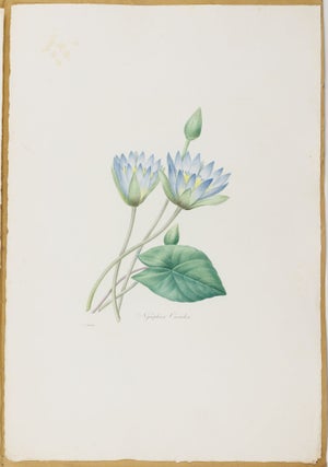 Choix des plus belles fleurs prises dans différentes familles du règne végétal et de quelques branches des plus beaux fruits groupées quelquefois, et souvent animées par des insectes et des papillons gravées, imprimées en couleur et retouchées au pinceau avec un soin qui doit répondre de leur perfection dédié a LL. AA. RR. les Princesses Louise et Marie d'Orléans par P. J. Redouté Chevalier de la Légion d'Honneur. . .