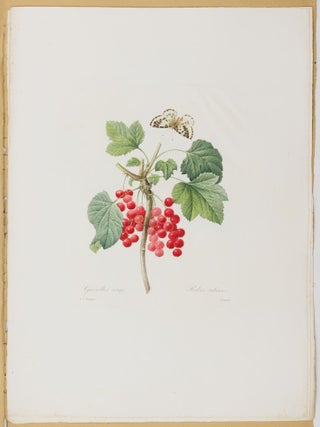 Choix des plus belles fleurs prises dans diff&eacute;rentes familles du r&egrave;gne v&eacute;g&eacute;tal et de quelques branches des plus beaux fruits group&eacute;es quelquefois, et souvent anim&eacute;es par des insectes et des papillons grav&eacute;es, imprim&eacute;es en couleur et retouch&eacute;es au pinceau avec un soin qui doit r&eacute;pondre de leur perfection d&eacute;di&eacute; a LL. AA. RR. les Princesses Louise et Marie d'Orl&eacute;ans par P. J. Redout&eacute; Chevalier de la L&eacute;gion d'Honneur. . .