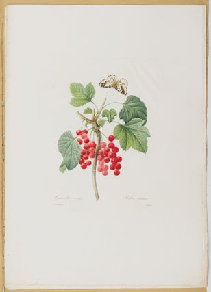 Choix des plus belles fleurs prises dans différentes familles du règne végétal et de quelques branches des plus beaux fruits groupées quelquefois, et souvent animées par des insectes et des papillons gravées, imprimées en couleur et retouchées au pinceau avec un soin qui doit répondre de leur perfection dédié a LL. AA. RR. les Princesses Louise et Marie d'Orléans par P. J. Redouté Chevalier de la Légion d'Honneur. . .
