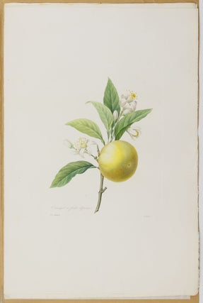 Choix des plus belles fleurs prises dans différentes familles du règne végétal et de quelques branches des plus beaux fruits groupées quelquefois, et souvent animées par des insectes et des papillons gravées, imprimées en couleur et retouchées au pinceau avec un soin qui doit répondre de leur perfection dédié a LL. AA. RR. les Princesses Louise et Marie d'Orléans par P. J. Redouté Chevalier de la Légion d'Honneur. . .
