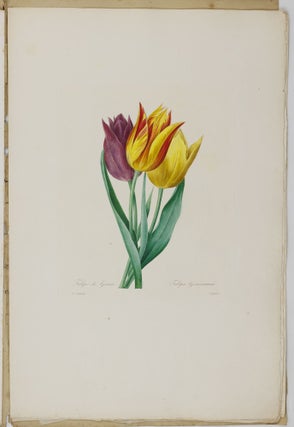 Choix des plus belles fleurs prises dans différentes familles du règne végétal et de quelques branches des plus beaux fruits groupées quelquefois, et souvent animées par des insectes et des papillons gravées, imprimées en couleur et retouchées au pinceau avec un soin qui doit répondre de leur perfection dédié a LL. AA. RR. les Princesses Louise et Marie d'Orléans par P. J. Redouté Chevalier de la Légion d'Honneur. . .