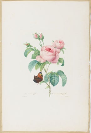 Choix des plus belles fleurs prises dans différentes familles du règne végétal et de quelques branches des plus beaux fruits groupées quelquefois, et souvent animées par des insectes et des papillons gravées, imprimées en couleur et retouchées au pinceau avec un soin qui doit répondre de leur perfection dédié a LL. AA. RR. les Princesses Louise et Marie d'Orléans par P. J. Redouté Chevalier de la Légion d'Honneur. . .