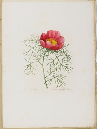 Choix des plus belles fleurs prises dans diff&eacute;rentes familles du r&egrave;gne v&eacute;g&eacute;tal et de quelques branches des plus beaux fruits group&eacute;es quelquefois, et souvent anim&eacute;es par des insectes et des papillons grav&eacute;es, imprim&eacute;es en couleur et retouch&eacute;es au pinceau avec un soin qui doit r&eacute;pondre de leur perfection d&eacute;di&eacute; a LL. AA. RR. les Princesses Louise et Marie d'Orl&eacute;ans par P. J. Redout&eacute; Chevalier de la L&eacute;gion d'Honneur. . .