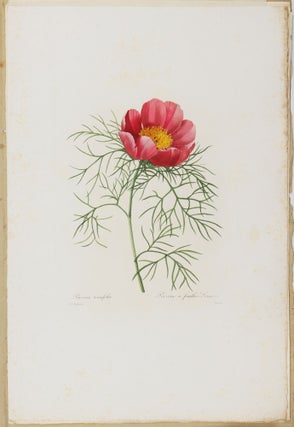 Choix des plus belles fleurs prises dans différentes familles du règne végétal et de quelques branches des plus beaux fruits groupées quelquefois, et souvent animées par des insectes et des papillons gravées, imprimées en couleur et retouchées au pinceau avec un soin qui doit répondre de leur perfection dédié a LL. AA. RR. les Princesses Louise et Marie d'Orléans par P. J. Redouté Chevalier de la Légion d'Honneur. . .