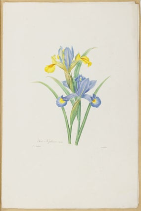 Choix des plus belles fleurs prises dans différentes familles du règne végétal et de quelques branches des plus beaux fruits groupées quelquefois, et souvent animées par des insectes et des papillons gravées, imprimées en couleur et retouchées au pinceau avec un soin qui doit répondre de leur perfection dédié a LL. AA. RR. les Princesses Louise et Marie d'Orléans par P. J. Redouté Chevalier de la Légion d'Honneur. . .
