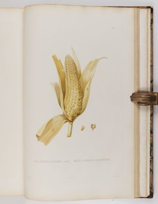 Histoire naturelle, agricole et économique du maïs