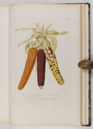 Histoire naturelle, agricole et économique du maïs