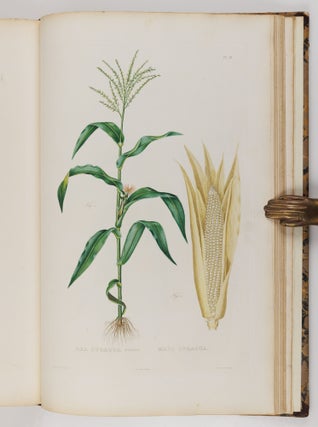 Histoire naturelle, agricole et économique du maïs