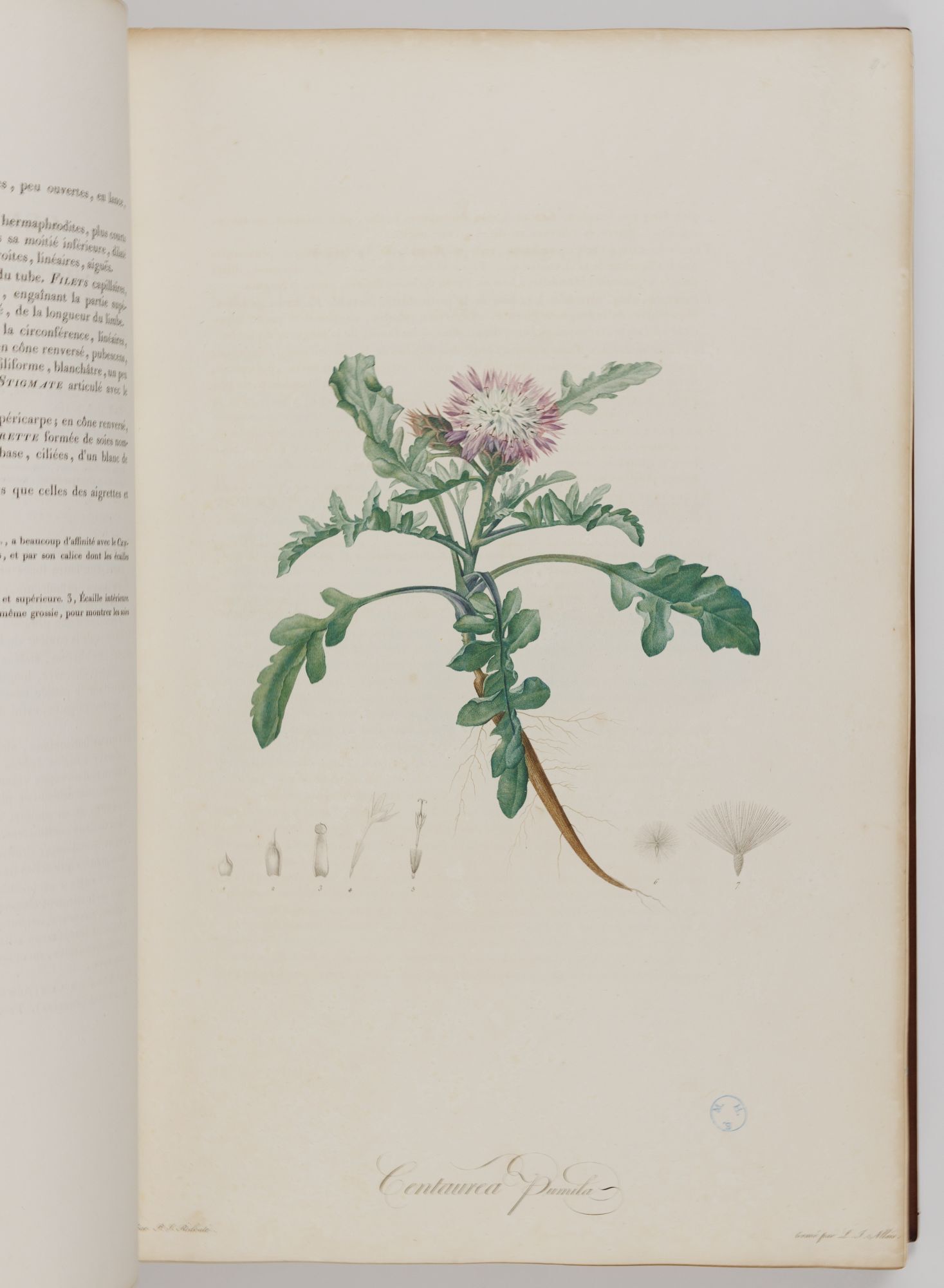 Josephine's Own Flowers | AraderBooks