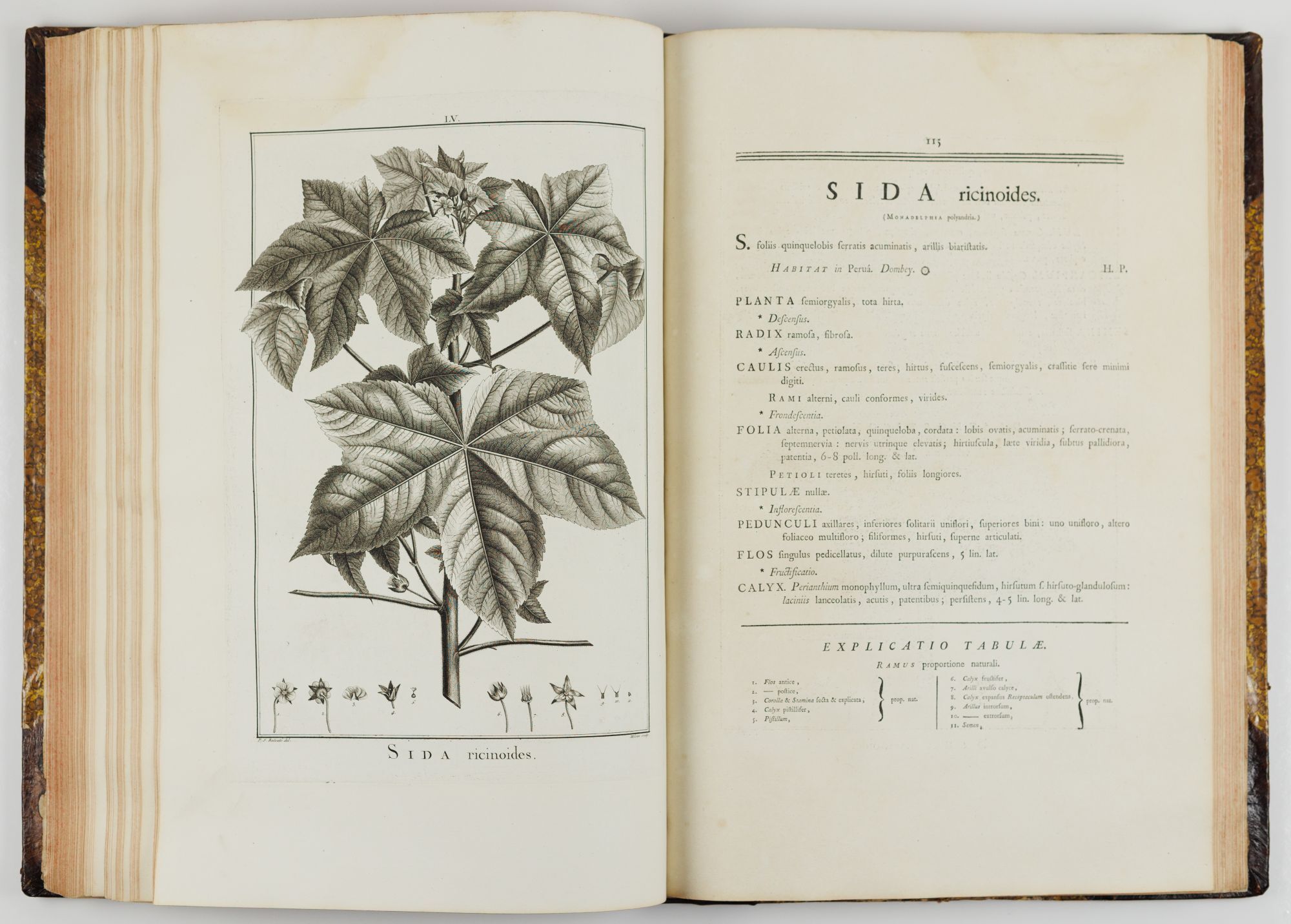 Sida ricinoides from L'Héritier de Brutelle's Stirpes novae, the first book illustrated by Redouté