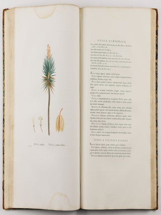 Plantarum succulentarum historia. Ou histoire naturelle des plantes grasses. Avec figures dessin&eacute;es par P. J. Redout&eacute; et d&eacute;crites par A. P. D&eacute;candolle
