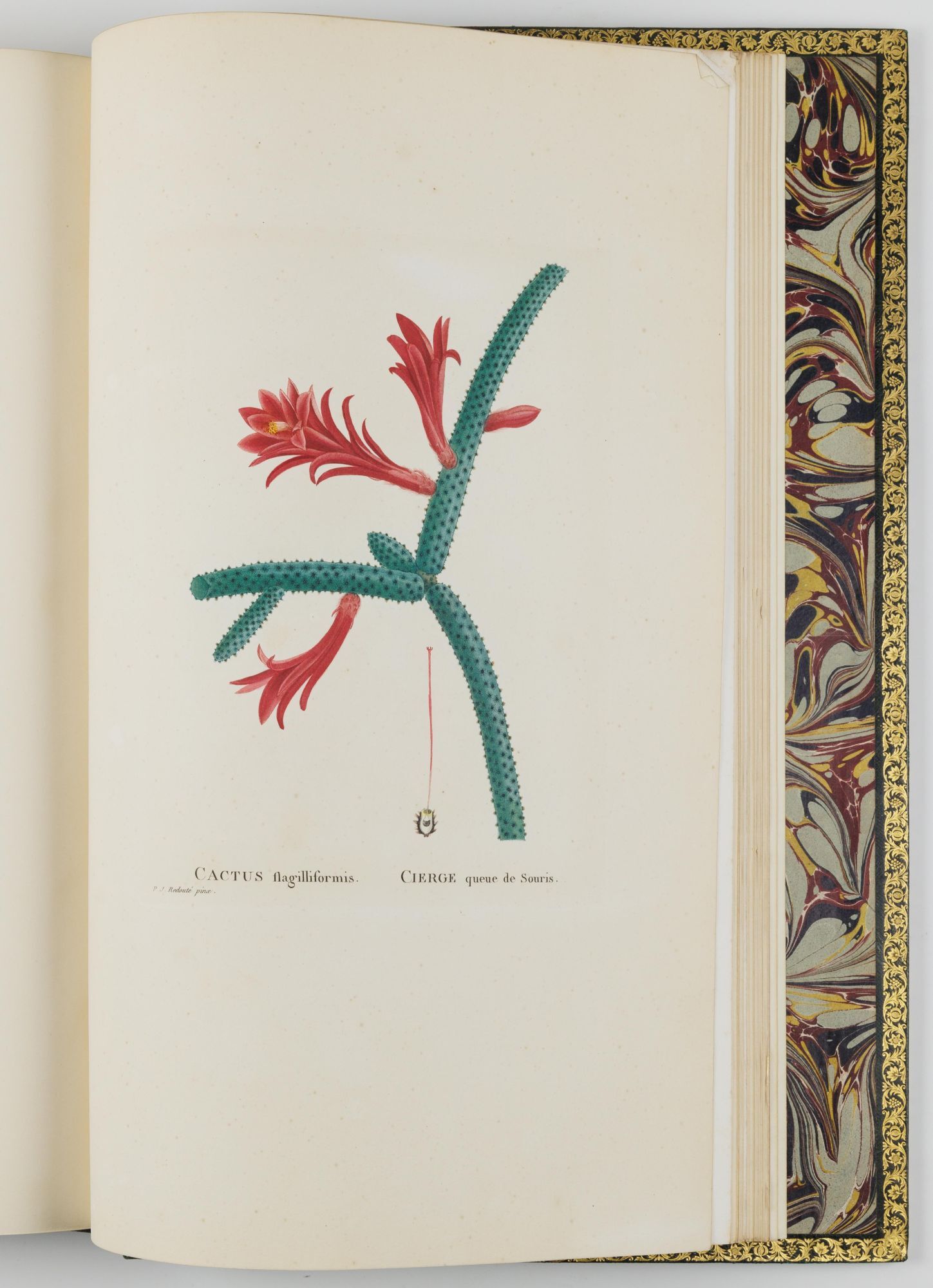 Redouté's illustration of a cactus from Tussac's Flore des Antilles