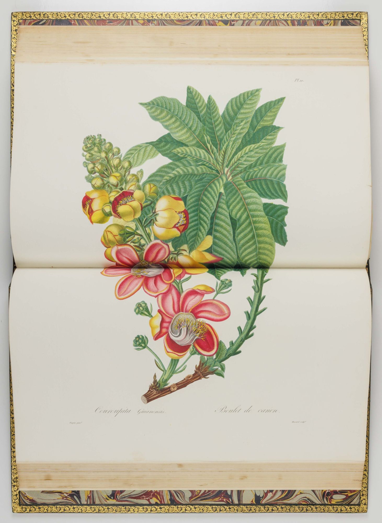 A double-page engraving of the pandan from Tussac's Flore des Antilles