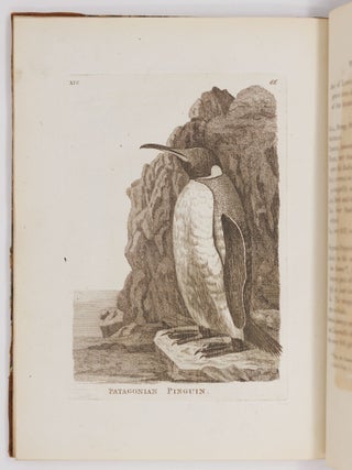 Genera of birds