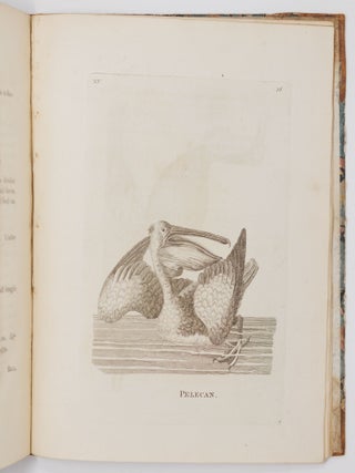 Genera of birds