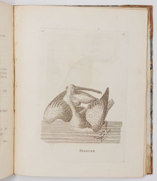 Genera of birds