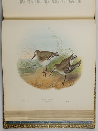 The birds of Great Britain