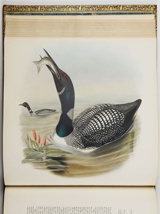 The birds of Great Britain