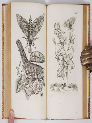 Erucarum ortus, alimentum et paradoxa metamorphosis, In qua Origo, pabulum, transformatio, nec non tempus, locus & proprietates erucarum, vermium, papilionum, phalænarum, muscarum, aliorumque hujusmodi exsanguium animalculorum exhibentur in Favorem, atque insectorum, herbarum, florum, & plantarum Amatorum, tùm etiam pictorum, limbolariorum, aliorumque commodum exactè inquisita, ad vivum delineata, typis excusa, compendiosèque descripta per Mariam Sibillam Merian
