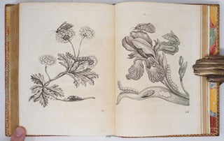 Erucarum ortus, alimentum et paradoxa metamorphosis, In qua Origo, pabulum, transformatio, nec non tempus, locus & proprietates erucarum, vermium, papilionum, phalænarum, muscarum, aliorumque hujusmodi exsanguium animalculorum exhibentur in Favorem, atque insectorum, herbarum, florum, & plantarum Amatorum, tùm etiam pictorum, limbolariorum, aliorumque commodum exactè inquisita, ad vivum delineata, typis excusa, compendiosèque descripta per Mariam Sibillam Merian