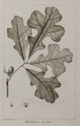 Histoire des chênes de l'Amérique, ou Descriptions et Figures de toutes les espèces et variétés de Chênes de l’Amérique Septentrionale, Considérées sous les rapports de la Botanique, de leur culture et de leur usage. Par André Michaux, Membre associé de l’Institut national de France, de la Société d’Agriculture de Charleston, Caroline méridionale, etc.