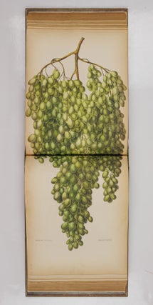 Album de pomologie