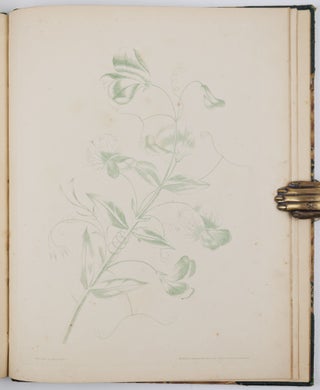A new treatise on flower painting, or every lady her own drawing master: containing familiar and easy instructions for acquiring A perfect Knowledge of Drawing Flowers with Accuracy and Taste: also complete directions for producing the various tints. By George Brookshaw, Esq. author of the Pomona Britannica