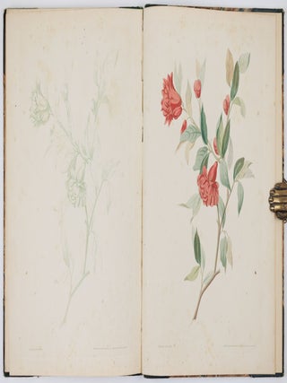A new treatise on flower painting, or every lady her own drawing master: containing familiar and easy instructions for acquiring A perfect Knowledge of Drawing Flowers with Accuracy and Taste: also complete directions for producing the various tints. By George Brookshaw, Esq. author of the Pomona Britannica