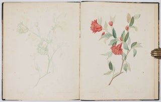 A new treatise on flower painting, or every lady her own drawing master: containing familiar and easy instructions for acquiring A perfect Knowledge of Drawing Flowers with Accuracy and Taste: also complete directions for producing the various tints. By George Brookshaw, Esq. author of the Pomona Britannica
