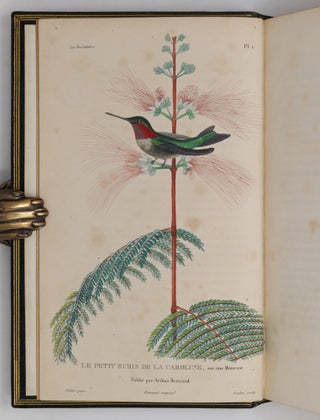 Histoire naturelle des oiseaux-mouches, ouvrage orné de planches dessinées et gravées par les meilleurs artistes, et dedié A S. A. R. Mademoiselle. . . WITH Histoire naturelle des colibris, suivie d'un supplément a l'histoire naturelle des oiseaux-mouches; ouvrage orné de planches dessinés et gravées par les meilleurs artistes, et dédié A M. le Baron Cuvier. Par R. P. Lesson. . . AND Les trochilidées ou les colibris et les oiseaux-mouches, suivis d'un index général, dans lequel sont décrits et classés méthodiquement toutes les races et espèces du genre Trochilus. Ouvrage orné de planches dessinées et gravées par les meilleurs artistes, par R. P. Lesson. . .