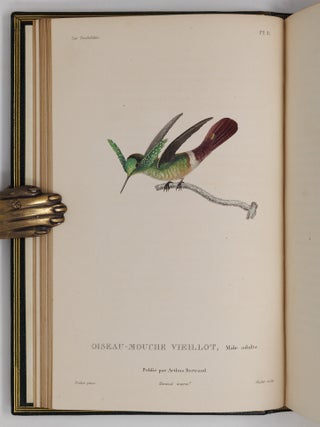Histoire naturelle des oiseaux-mouches, ouvrage orn&eacute; de planches dessin&eacute;es et grav&eacute;es par les meilleurs artistes, et dedi&eacute; A S. A. R. Mademoiselle. . . WITH Histoire naturelle des colibris, suivie d'un suppl&eacute;ment a l'histoire naturelle des oiseaux-mouches; ouvrage orn&eacute; de planches dessin&eacute;s et grav&eacute;es par les meilleurs artistes, et d&eacute;di&eacute; A M. le Baron Cuvier. Par R. P. Lesson. . . AND Les trochilid&eacute;es ou les colibris et les oiseaux-mouches, suivis d'un index g&eacute;n&eacute;ral, dans lequel sont d&eacute;crits et class&eacute;s m&eacute;thodiquement toutes les races et esp&egrave;ces du genre Trochilus. Ouvrage orn&eacute; de planches dessin&eacute;es et grav&eacute;es par les meilleurs artistes, par R. P. Lesson. . .