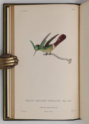 Histoire naturelle des oiseaux-mouches, ouvrage orné de planches dessinées et gravées par les meilleurs artistes, et dedié A S. A. R. Mademoiselle. . . WITH Histoire naturelle des colibris, suivie d'un supplément a l'histoire naturelle des oiseaux-mouches; ouvrage orné de planches dessinés et gravées par les meilleurs artistes, et dédié A M. le Baron Cuvier. Par R. P. Lesson. . . AND Les trochilidées ou les colibris et les oiseaux-mouches, suivis d'un index général, dans lequel sont décrits et classés méthodiquement toutes les races et espèces du genre Trochilus. Ouvrage orné de planches dessinées et gravées par les meilleurs artistes, par R. P. Lesson. . .