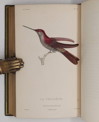 Histoire naturelle des oiseaux-mouches, ouvrage orné de planches dessinées et gravées par les meilleurs artistes, et dedié A S. A. R. Mademoiselle. . . WITH Histoire naturelle des colibris, suivie d'un supplément a l'histoire naturelle des oiseaux-mouches; ouvrage orné de planches dessinés et gravées par les meilleurs artistes, et dédié A M. le Baron Cuvier. Par R. P. Lesson. . . AND Les trochilidées ou les colibris et les oiseaux-mouches, suivis d'un index général, dans lequel sont décrits et classés méthodiquement toutes les races et espèces du genre Trochilus. Ouvrage orné de planches dessinées et gravées par les meilleurs artistes, par R. P. Lesson. . .