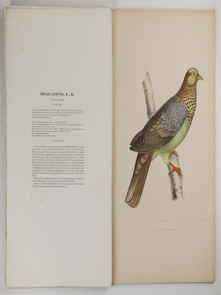 Iconographie des pigeons non figur&eacute;s par Mme Knip (Mme Pauline Decourcelles) dans les deux volumes de MM. Temminck et Florent Pr&eacute;vost