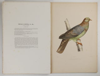 Iconographie des pigeons non figurés par Mme Knip (Mme Pauline Decourcelles) dans les deux volumes de MM. Temminck et Florent Prévost