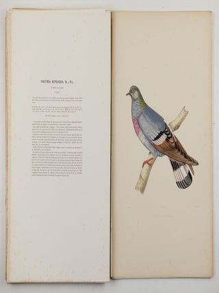 Iconographie des pigeons non figur&eacute;s par Mme Knip (Mme Pauline Decourcelles) dans les deux volumes de MM. Temminck et Florent Pr&eacute;vost