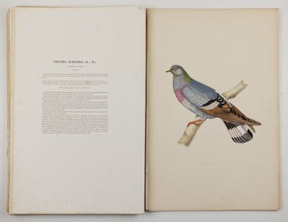 Iconographie des pigeons non figurés par Mme Knip (Mme Pauline Decourcelles) dans les deux volumes de MM. Temminck et Florent Prévost