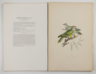 Iconographie des pigeons non figurés par Mme Knip (Mme Pauline Decourcelles) dans les deux volumes de MM. Temminck et Florent Prévost